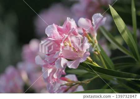 Flowers of pink lions Flowers of pink lions 139732847