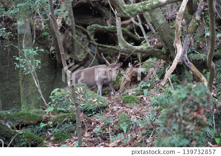 Wild Yakusugi deer in Yakusugi Land Wild Yakusugi deer in Yakusugi Land 139732857
