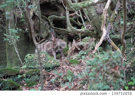 屋久杉樂園裡的野生屋久杉鹿 139732858