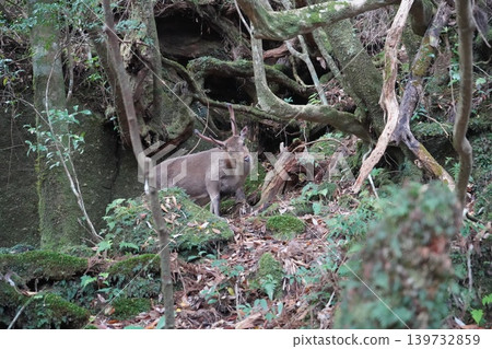 屋久杉樂園裡的野生屋久杉鹿 139732859