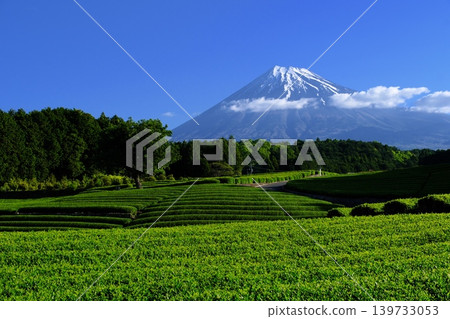 A breathtaking view of Mount Fuji and beautiful tea plantations from Obuchi Sasaba in Fuji City, Shizuoka Prefecture. This scenic spot, with its sprawling lush green tea fields, is a symbol of Japan. A breathtaking view of Mount Fuji and beautiful tea plantations from Obuchi Sasaba in Fuji City, Shizuoka Prefecture. This scenic spot, with its sprawling lush green tea fields, is a symbol of Japan. 139733053