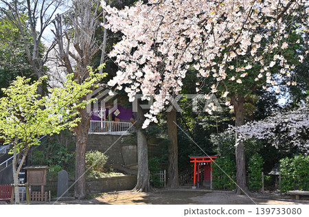 A walk around Iwatsuki: Atago Shrine - Cherry blossoms and earthen ramparts 139733080