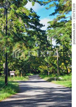 Amanohashidate: A walk through a beautiful pine forest (Miyazu City, Kyoto Prefecture) Amanohashidate: A walk through a beautiful pine forest (Miyazu City, Kyoto Prefecture) 139733109