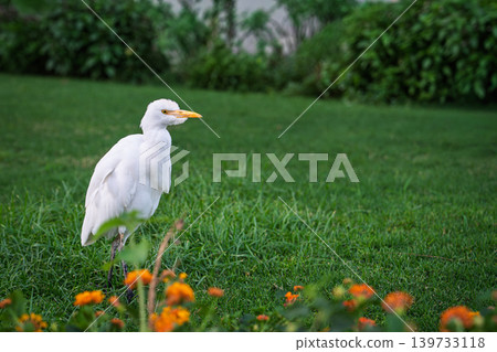 Cattle Egret Bubulcus Ibis standing on grass in a park in Kolkata, West Bengal, India Cattle Egret Bubulcus Ibis standing on grass in a park in Kolkata, West Bengal, India 139733118