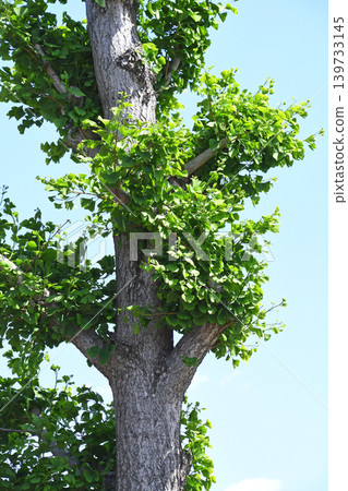 Ginkgo trees lining the street in their fresh green leaves Ginkgo trees lining the street in their fresh green leaves 139733145