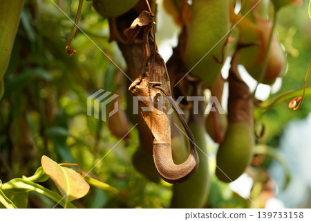 Nepenthes Pitcher Plant Tropical Carnivorous Plant Closeup Nepenthes Pitcher Plant Tropical Carnivorous Plant Closeup 139733158