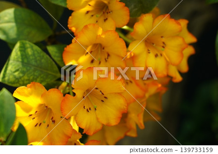 Beautiful Golden Rhododendron Flowers Close Up Beautiful Golden Rhododendron Flowers Close Up 139733159