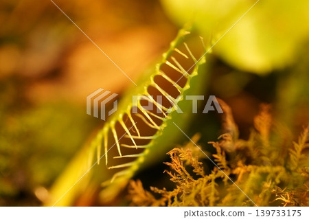 Close up of a Venus Flytrap Plant Close up of a Venus Flytrap Plant 139733175