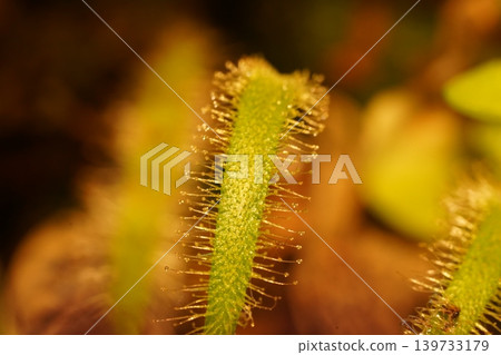 Drosera Carnivorous Plant Macro Photography 139733179