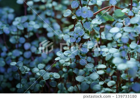 Callisia Repens Creeping Inchplant Close Up Callisia Repens Creeping Inchplant Close Up 139733180