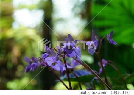 Close up of Trailing Begonia Flowers in Bloom Close up of Trailing Begonia Flowers in Bloom 139733181