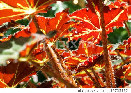 Bright Red Begonia Leaves Floral Close Up 139733182