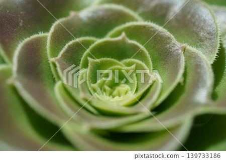 Aeonium succulent close up macro plant details Aeonium succulent close up macro plant details 139733186