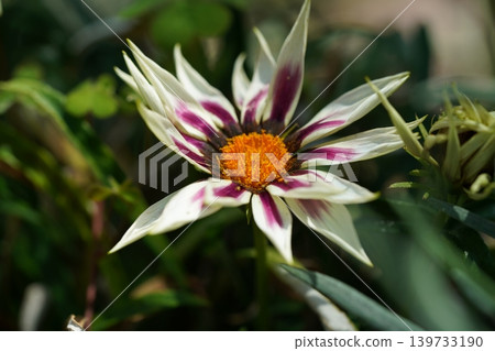 Gazania Rigens Flower Macro Photography Close Up View Gazania Rigens Flower Macro Photography Close Up View 139733190