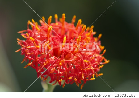 Beautiful Asclepias curassavica Flower Close Up Beautiful Asclepias curassavica Flower Close Up 139733193