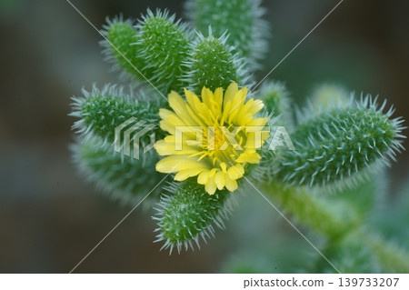 Bristle Oscars Flower Macro Shot Bristle Oscars Flower Macro Shot 139733207