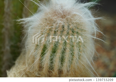 Cephalocereus Senilis Old Man Cactus Close Up View Cephalocereus Senilis Old Man Cactus Close Up View 139733209