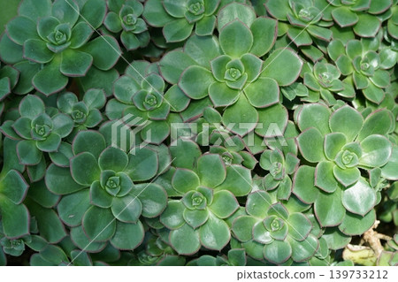 Aeonium Arboreum Succulent Plants Nature Photography Aeonium Arboreum Succulent Plants Nature Photography 139733212