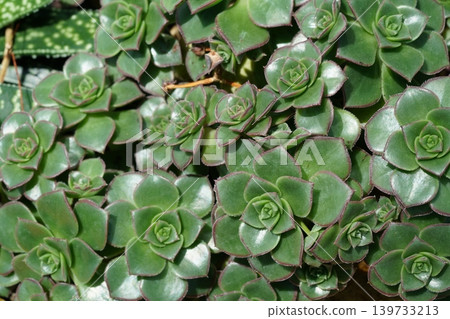 Aeonium Arboreum Succulent Plant Close Up 139733213