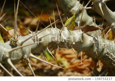 Pachypodium Geayi thorny succulent plant close up shot Pachypodium Geayi thorny succulent plant close up shot 139733217