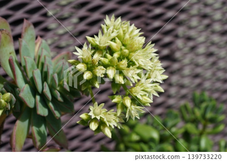 Green Aeonium Flowers Blooming in the Sunlight Green Aeonium Flowers Blooming in the Sunlight 139733220