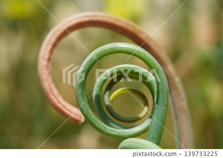 Garlic Scape Curl Close Up Abstract Nature Macro Garlic Scape Curl Close Up Abstract Nature Macro 139733225