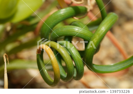 Albuca spiralis Close Up Photography 139733226