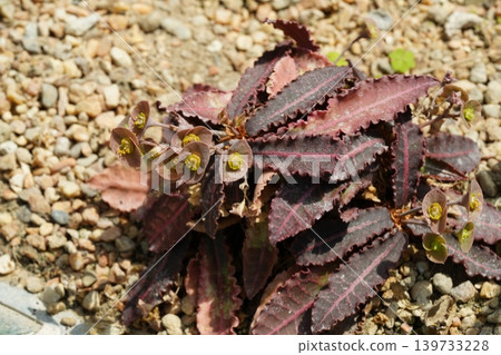Euphorbia Decaryi Plant Close Up 139733228