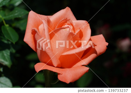 Peach Rose Blossom Close Up Garden Beauty Peach Rose Blossom Close Up Garden Beauty 139733237