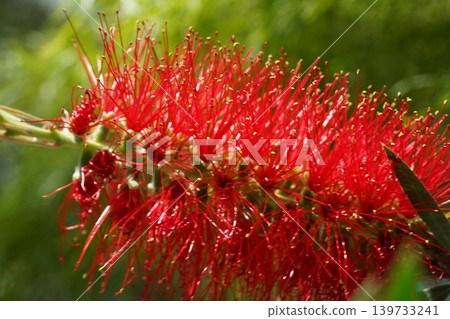 Crimson Bottlebrush Blooms Detail of Callistemon Citrinus Crimson Bottlebrush Blooms Detail of Callistemon Citrinus 139733241