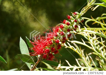 Crimson Bottlebrush Flower Callistemon Citrinus Blossom Crimson Bottlebrush Flower Callistemon Citrinus Blossom 139733242