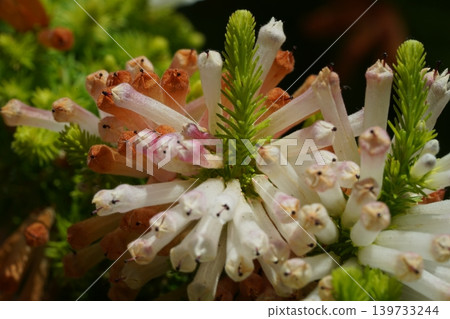 Erica Plukenetii flower close up botanical beauty nature Erica Plukenetii flower close up botanical beauty nature 139733244