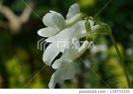 White Achimenes Flowers in Bloom Delicate Beauty White Achimenes Flowers in Bloom Delicate Beauty 139733245