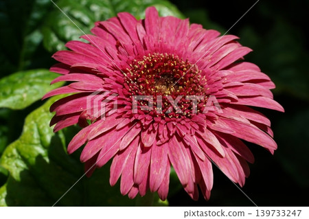 Close Up of a Beautiful Pink Gerbera Daisy Blossom 139733247