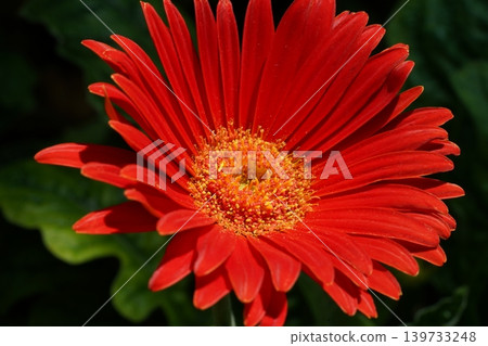 Close Up of a Red Gerbera Daisy Flower 139733248