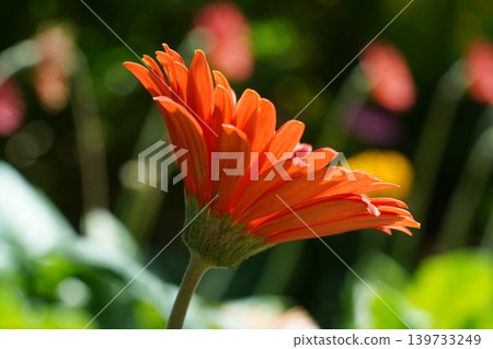 Orange Gerbera Daisy Bloom Close Up 139733249