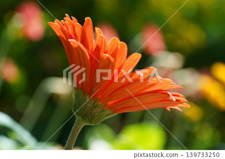 Close Up of a Vibrant Orange Gerbera Daisy Flower 139733250