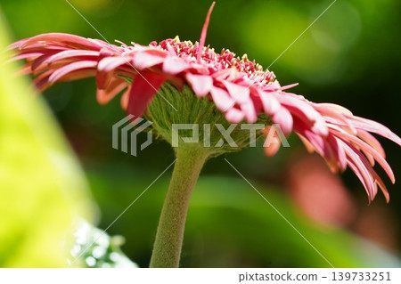 Close up of Pink Gerbera Flower in Natural Light 139733251