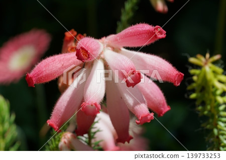 Andromeda Polifolia Bog Rosemary Close Up Flower Image Andromeda Polifolia Bog Rosemary Close Up Flower Image 139733253