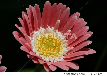 Pink Gerbera Daisy Flower Close Up Beauty Pink Gerbera Daisy Flower Close Up Beauty 139733255