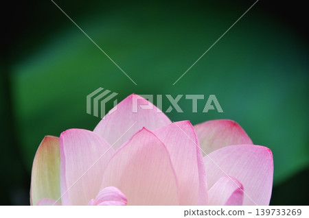 蓮花，純潔的花 139733269