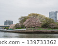 Cherry blossom trees along the river 01 139733362