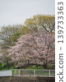 Cherry blossom trees along the river 02 139733363