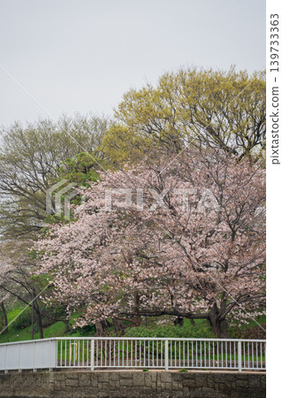 Cherry blossom trees along the river 02 Cherry blossom trees along the river 02 139733363