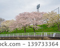 Cherry blossom trees along the river 03 139733364