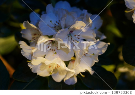 Beautiful White Rhododendron Flowers in Full Bloom 139733368