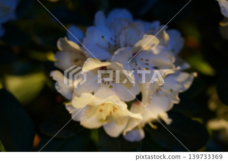 White Rhododendron Flowers Blooming in the Dark Garden 139733369
