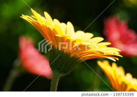 Radiant Yellow Gerbera Daisy Flower Close Up Radiant Yellow Gerbera Daisy Flower Close Up 139733399