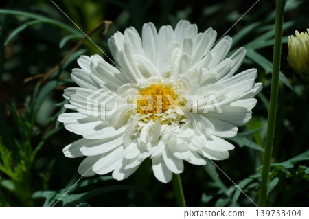 Beautiful White Marguerite Daisy Flower Macro Shot Beautiful White Marguerite Daisy Flower Macro Shot 139733404