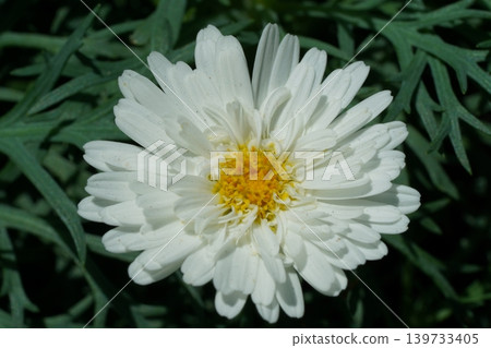 Argyranthemum frutescens White Flower Macro Shot Argyranthemum frutescens White Flower Macro Shot 139733405